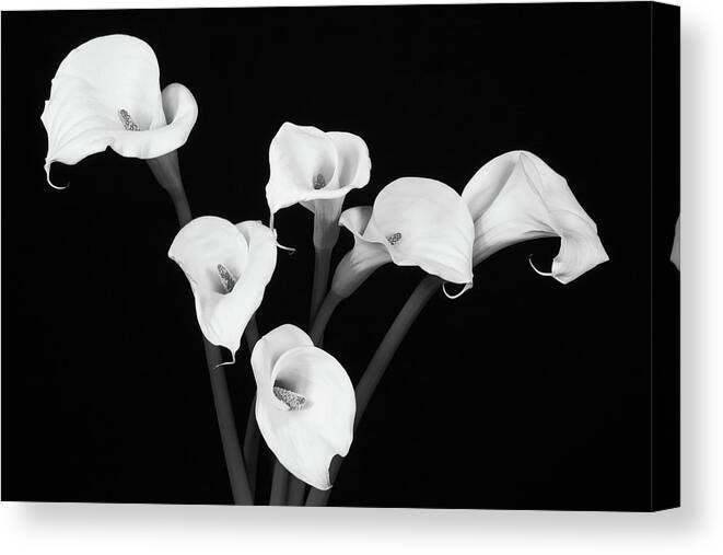 Calla Lillies Canvas Print featuring the photograph Calla Lillies x 6 Black and White by Steve Templeton