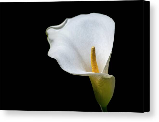 Calla Lily Canvas Print featuring the photograph Calla Lily 3 by Kathy Paynter