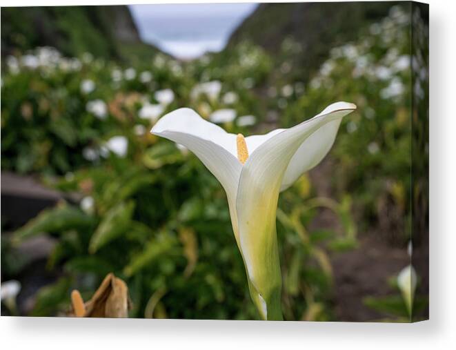 Calla Lily Canvas Print featuring the photograph Calla Lily Charm by Margaret Pitcher