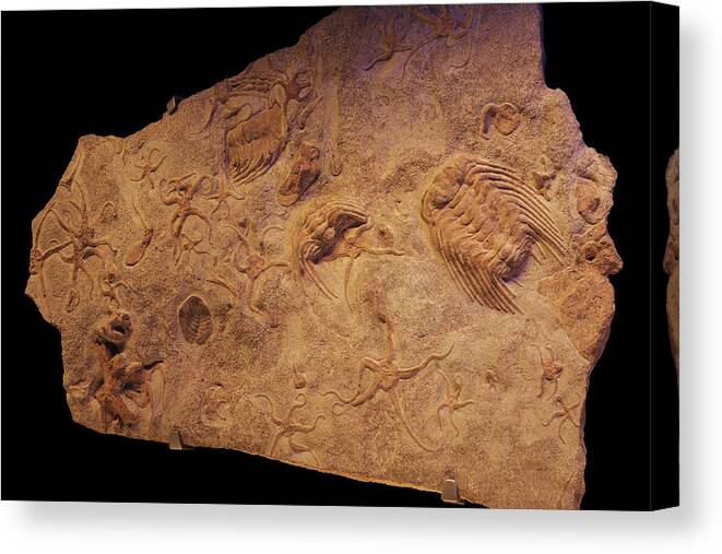 Fragment Of A Rock Canvas Print featuring the photograph Cambrian Art by Karine GADRE