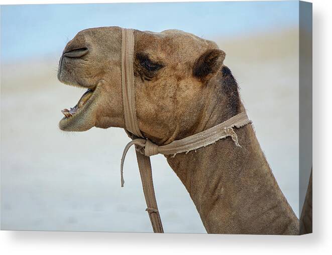 Camel Canvas Print featuring the photograph Camel portrait by Gareth Parkes