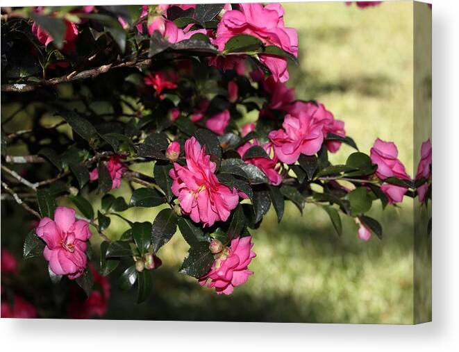 Camellia Canvas Print featuring the photograph Camellia IX by Mingming Jiang