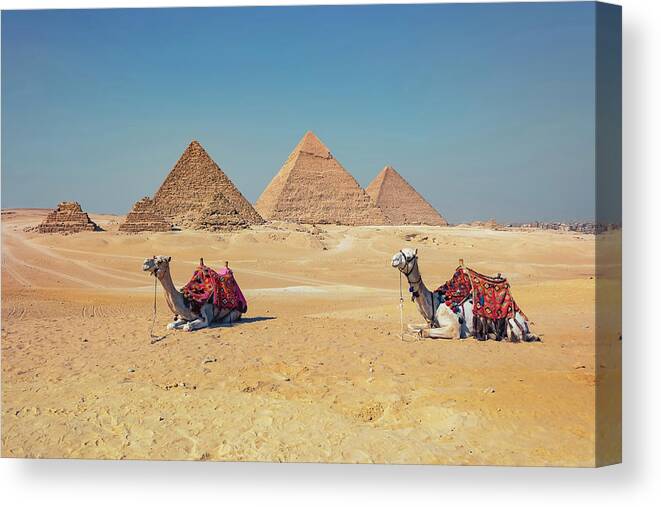 Old Canvas Print featuring the photograph Camels in Giza by Manjik Pictures