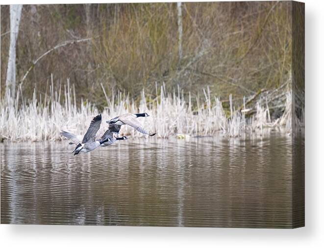 Geese Canvas Print featuring the photograph Canada Geese by Jerry Cahill