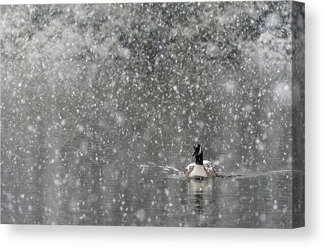 North America Canvas Print featuring the photograph Canadian Goose in Snow 1 by Melissa Southern