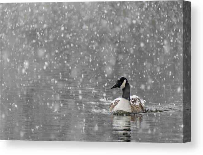 North America Canvas Print featuring the photograph Canadian Goose in Snow 2 by Melissa Southern