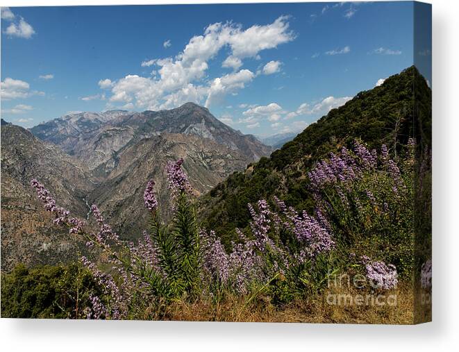 Kings Canyon Canvas Print featuring the photograph Canyon Wildflowers by Erin Marie Davis