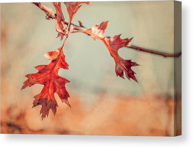 Cape Cod Canvas Print featuring the photograph Cape Cod Oak Leaves in Autumn by Brooke T Ryan