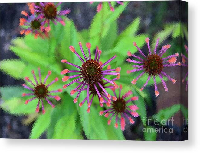 Daisy Canvas Print featuring the mixed media Cape Daisy with Visitor by Kae Cheatham