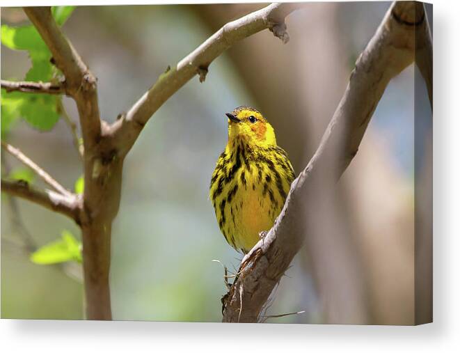 Warbler Canvas Print featuring the photograph Cape May Warbler Beauty by Dale Kincaid
