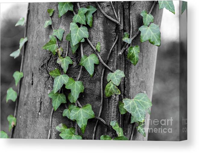 Ivy Canvas Print featuring the photograph Captured by ivy by Daniel M Walsh