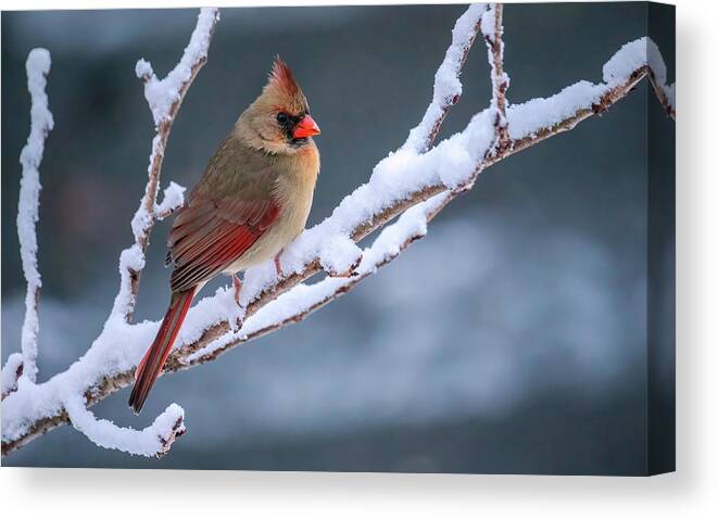 Cardinalis Cardinalis Canvas Print featuring the photograph Cardinal on a Snowy Winter Late Afternoon by Rachel Morrison