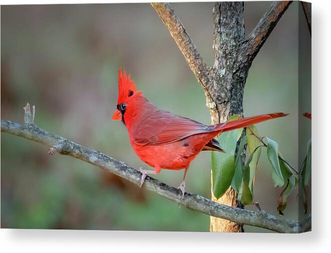 Bird Canvas Print featuring the photograph Cardinal Red by John Kirkland