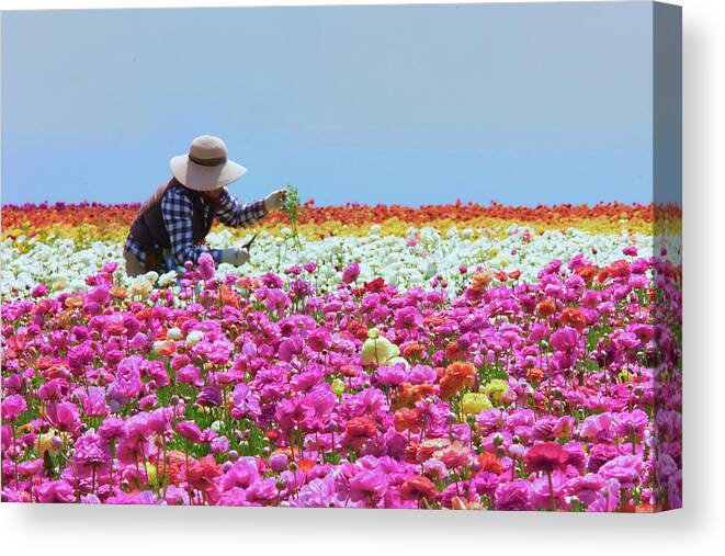 Carlsbad Flower Fields Canvas Print featuring the photograph Carlsbad Flower Fields California by Ram Vasudev