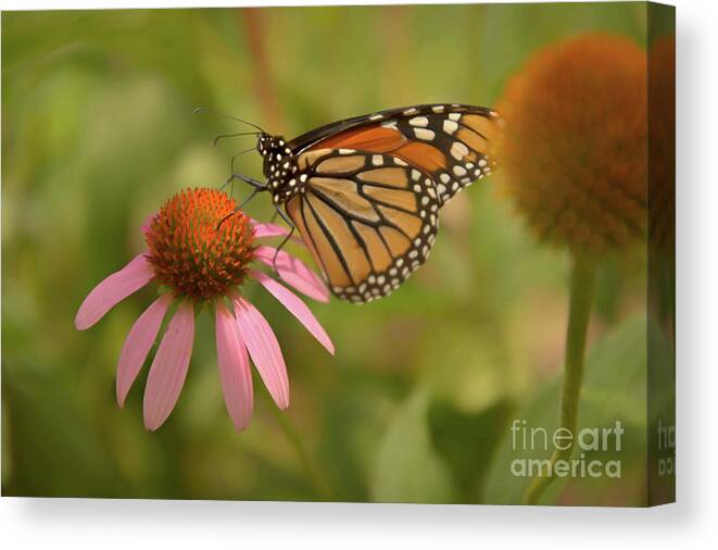 Butterfly Canvas Print featuring the photograph Carolina Monarch by Amy Dundon