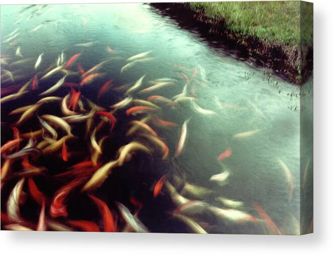 Motion Canvas Print featuring the photograph Carp Pond Colors by Wayne King