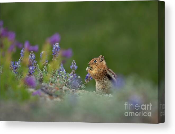 Callospermophilus Saturatus Canvas Print featuring the photograph Cascade Golden-mantled Ground Squirrel eating Lupines by Nancy Gleason
