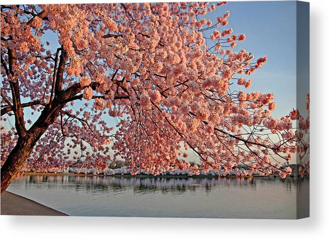 Cherry Blossom Trees Canvas Print featuring the photograph Cascade of Pink by Suzanne Stout
