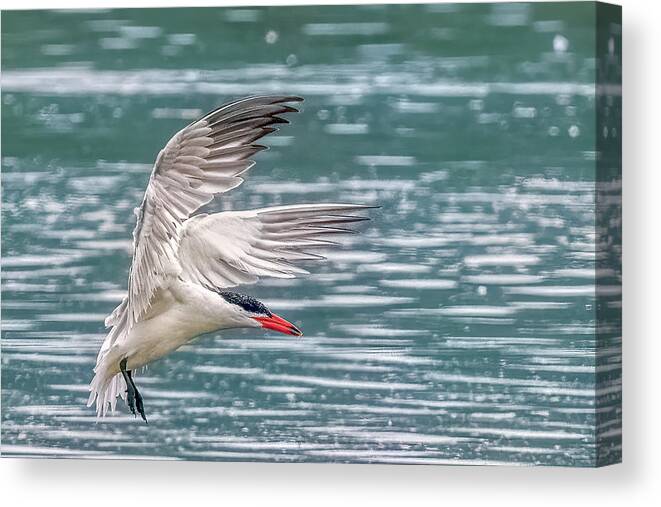 Caspian Tern Canvas Print featuring the photograph Caspian Tern by Timothy Anable