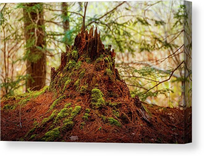 Castle Canvas Print featuring the photograph Castle in the woods by Lilia S