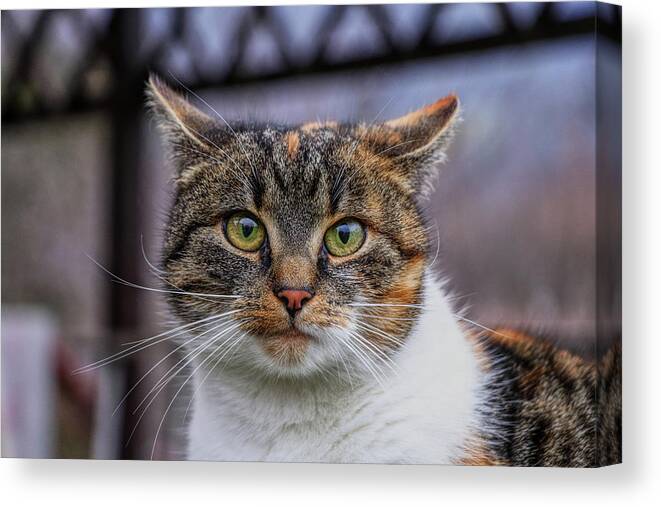 Liza Canvas Print featuring the photograph Cat suprised face. Cat looks at camera. Colorful kitten standing on wooden parapet and looks into garden. She watch something. Domestic moggie on watch by Vaclav Sonnek