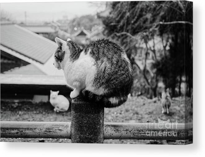 Cat Canvas Print featuring the photograph Cats in Kyoto by Dean Harte