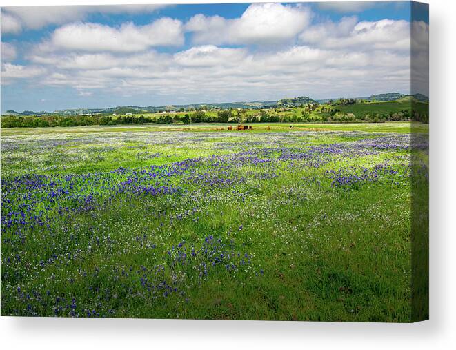 Cattle Grazing On Wildflowers Canvas Print featuring the photograph Cattle Grazing On Wildflowers by Frank Wilson