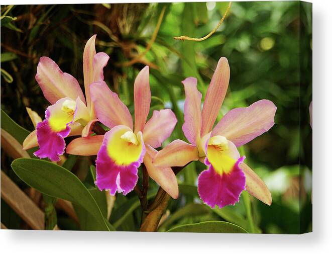  Canvas Print featuring the photograph Cybidium by H S Reynolds