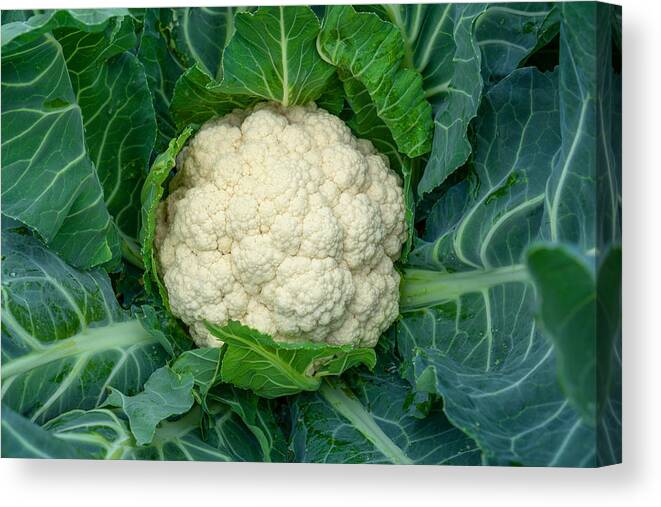 Outdoors Canvas Print featuring the photograph Cauliflower grows in organic soil in the garden on the vegetable area. Cauliflower head in natural conditions, close-up by Luiza Nalimova