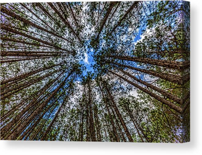 Higgins Lake Canvas Print featuring the photograph CCC Pines Lookup by Joe Holley