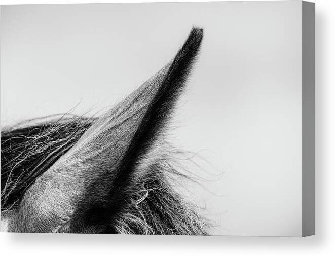 Horse Canvas Print featuring the photograph Cerys II - Horse Art by Lisa Saint