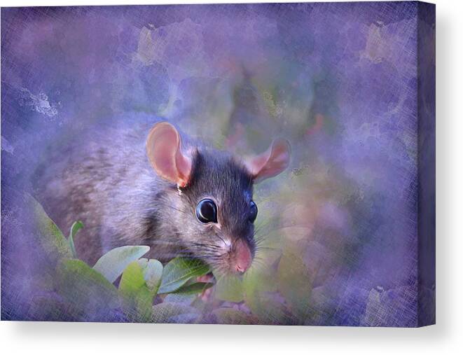 Rodent Canvas Print featuring the photograph Cheese Please by Sally Bauer