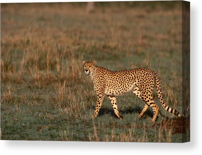 Kenya Canvas Print featuring the photograph Cheetah walking through grasslands , Kenya , Africa by Comstock Images