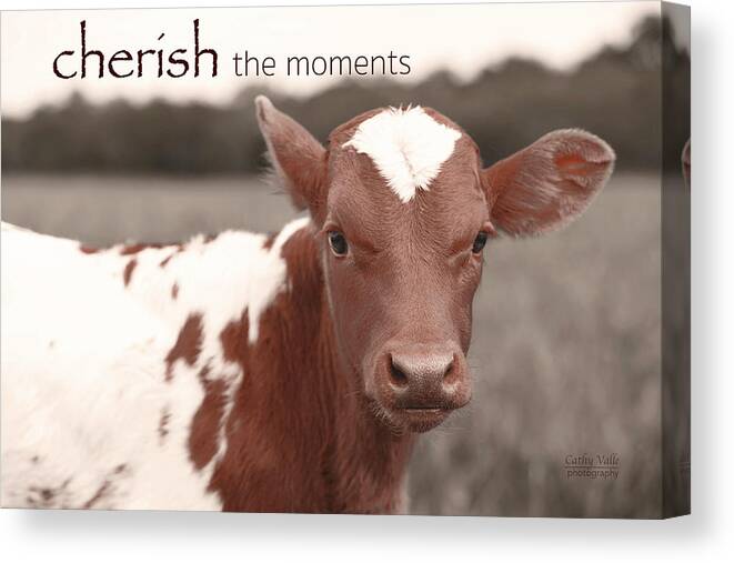 Texas Longhorn Baby Cow Picture Canvas Print featuring the photograph Cherish the moments - Jewels by Cathy Valle