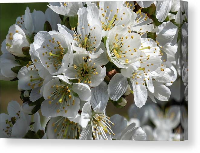 Cherry Canvas Print featuring the photograph Cherry Blossoms in the Willamette Valley by Leslie Struxness