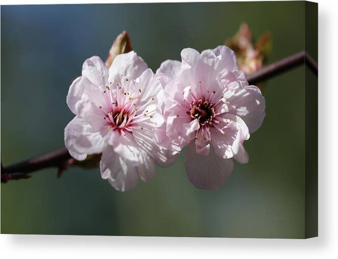 Plum Extract Canvas Print featuring the photograph Cherry Blossoms by Tammy Pool