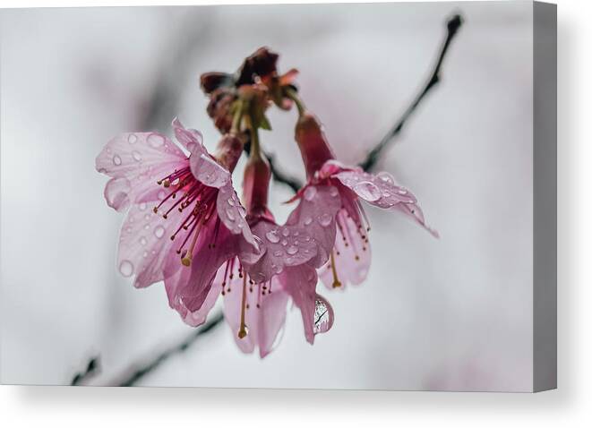 Prunus Campanulata Canvas Print featuring the photograph Cherry Blossoms with Water Droplets by Lara Morrison