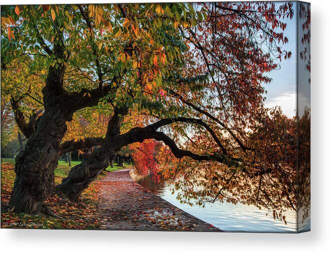 Cherry Trees Canvas Print featuring the photograph Cherry Trees in Autumn by Erika Fawcett