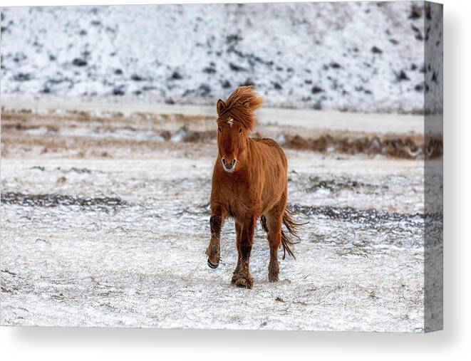 Running Canvas Print featuring the photograph Chestnut Icelandic horse running across a frozen and snowy meado by Jane Rix