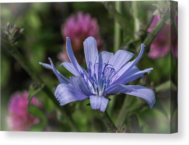 Chicory Canvas Print featuring the photograph Chicory and Red Clover by Tana Reiff