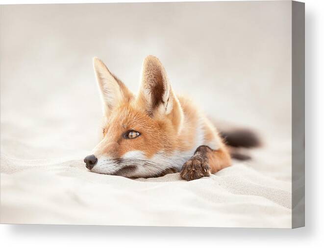 Chill Like A Fox Canvas Print featuring the photograph Chill Fox Series- Sandy Man by Roeselien Raimond