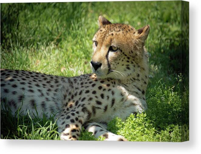 Cheetahs Canvas Print featuring the photograph Chillin Cheetah by Jamie Pattison