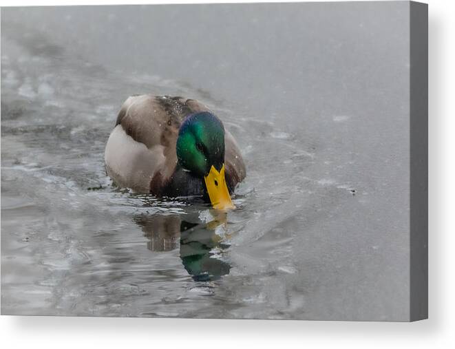 Bird Canvas Print featuring the photograph Chilly for Dinner by Linda Bonaccorsi