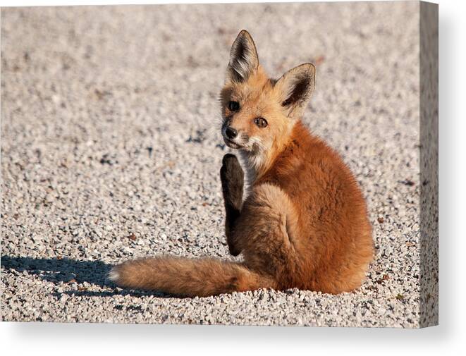 Fox Canvas Print featuring the photograph Chin Itches by Steve Stuller