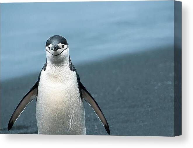 Penguin Canvas Print featuring the photograph Chinstrap Penguin Greeting by Linda Villers