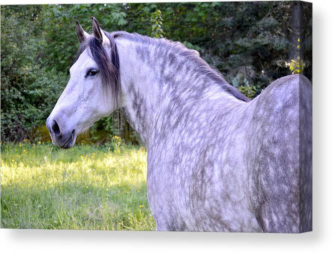 Andalusian Horse Canvas Print featuring the photograph Chiseled Beauty by Listen To Your Horse