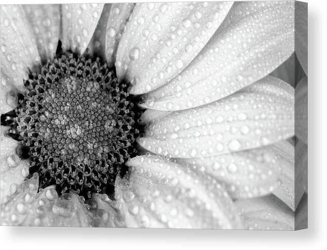 Flower Canvas Print featuring the photograph Chrysanthemum Macro bw 2 by Tanya C Smith