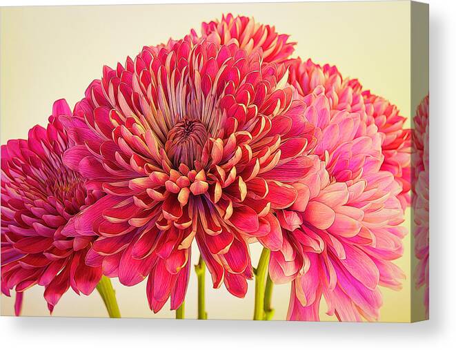 Chrysanthemum Canvas Print featuring the photograph Chrysanthemums Bold and Beautiful 8 by Lindsay Thomson