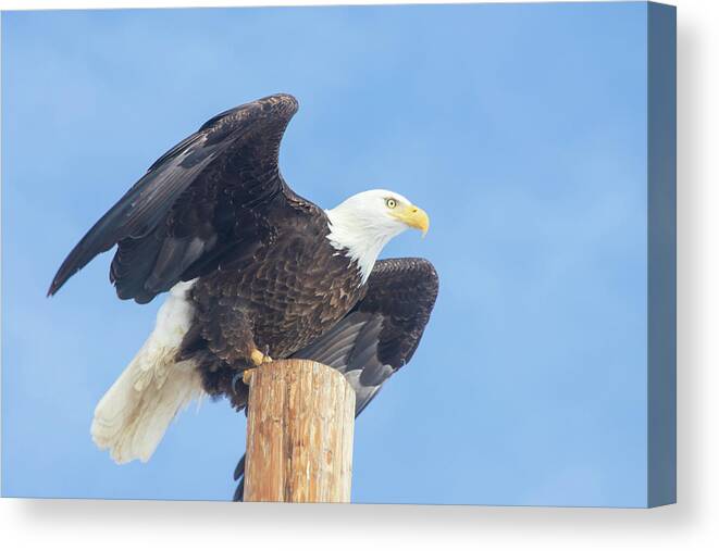 Lassen Canvas Print featuring the photograph Clear for Takeoff by Mike Lee