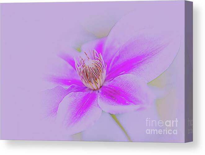 Flower Canvas Print featuring the photograph Clematis by Cathy Donohoue